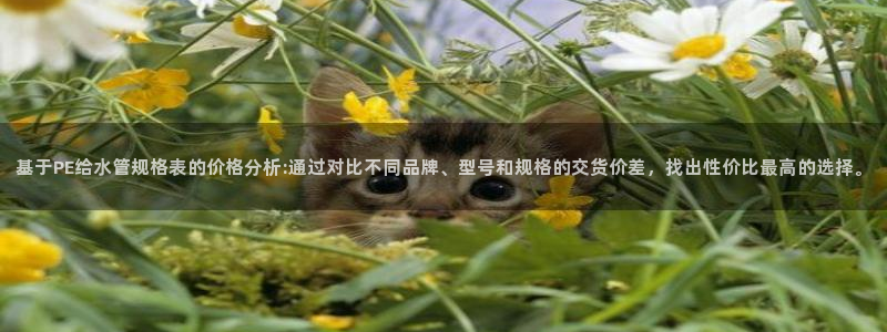 天辰娱乐直属